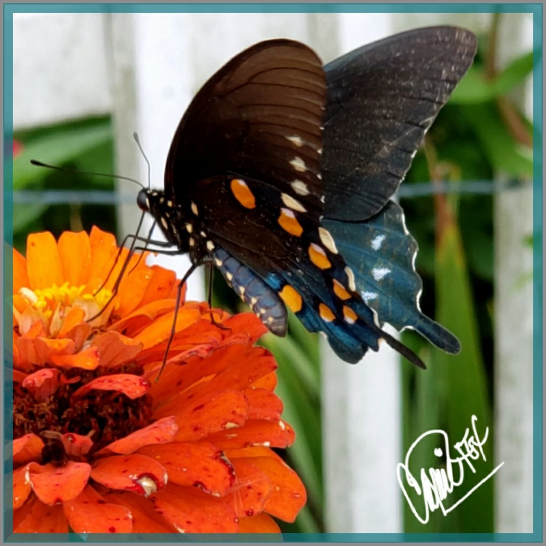 CassieJFox's tweet photo. #BackyardBeauties More pics from the butterfly diary. "Dinner On Demand" from the colorful Zinnia flowers. #DailyBlooms #PetalPusher #Butterfies  #CazFoxMedia 📷 #CassieJFoxPhotos #WhitmireSC #SumterNationalForest #Gardens NaturePhotography https://t.co/oWPQbGaAH0