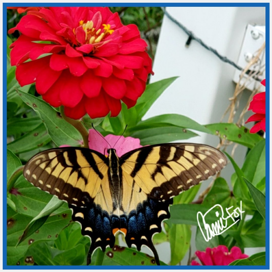 CassieJFox's tweet photo. #BackyardBeauties More pics from the butterfly diary. "Dinner On Demand" from the colorful Zinnia flowers. #DailyBlooms #PetalPusher #Butterfies  #CazFoxMedia 📷 #CassieJFoxPhotos #WhitmireSC #SumterNationalForest #Gardens NaturePhotography https://t.co/oWPQbGaAH0