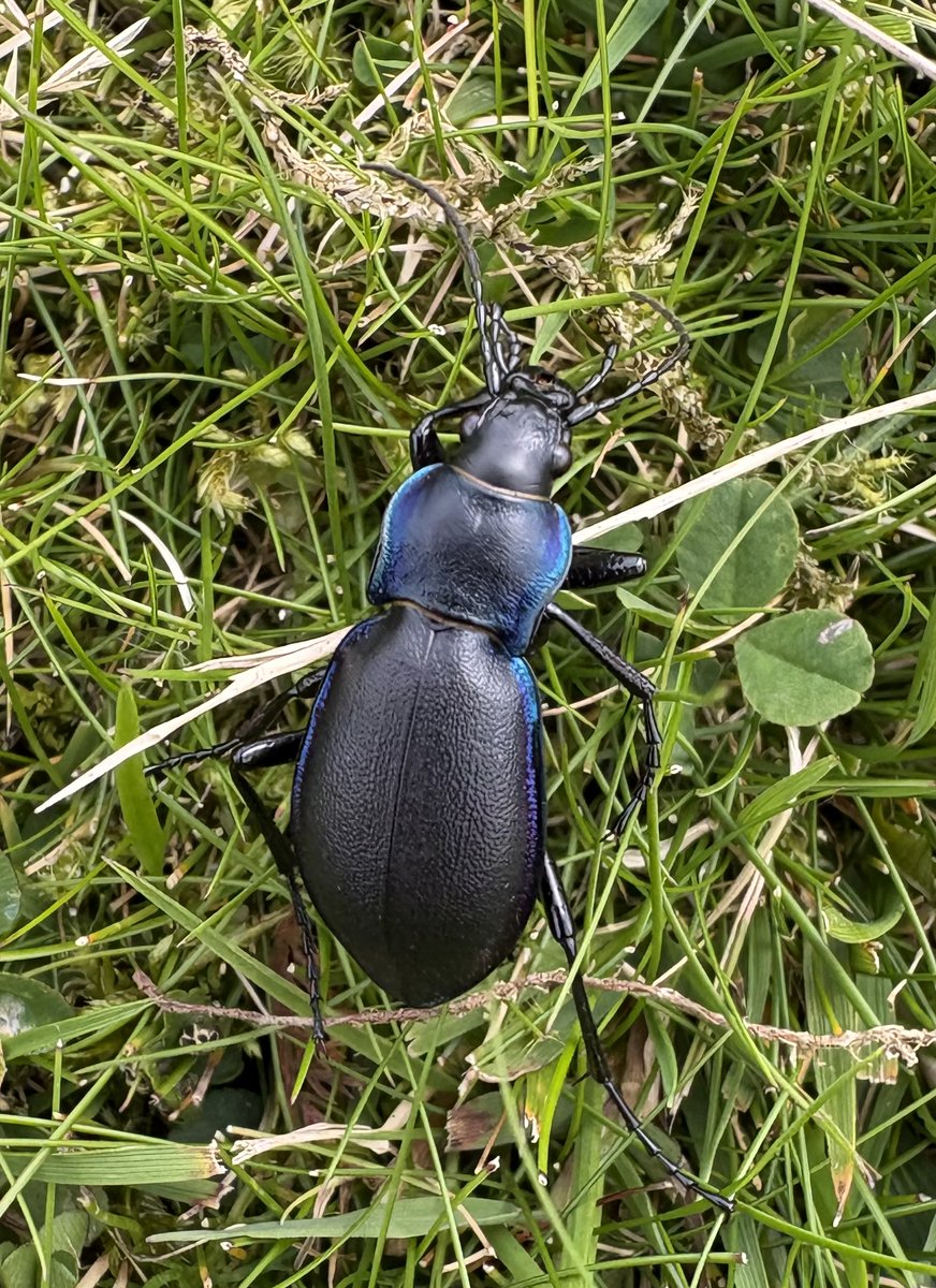 Great news for patient listeners we'll be on Eycott Hill tomorrow recording episode #151, looking for wee beasties and tiny winey flowers.