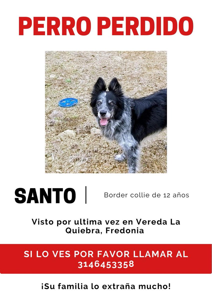 Este es mi perro. Santo se perdió en la Vereda la Quiebra en Fredonia esta mañana.

Si de pronto alguien lea esto y vive por allá por favor que esté pendiente.