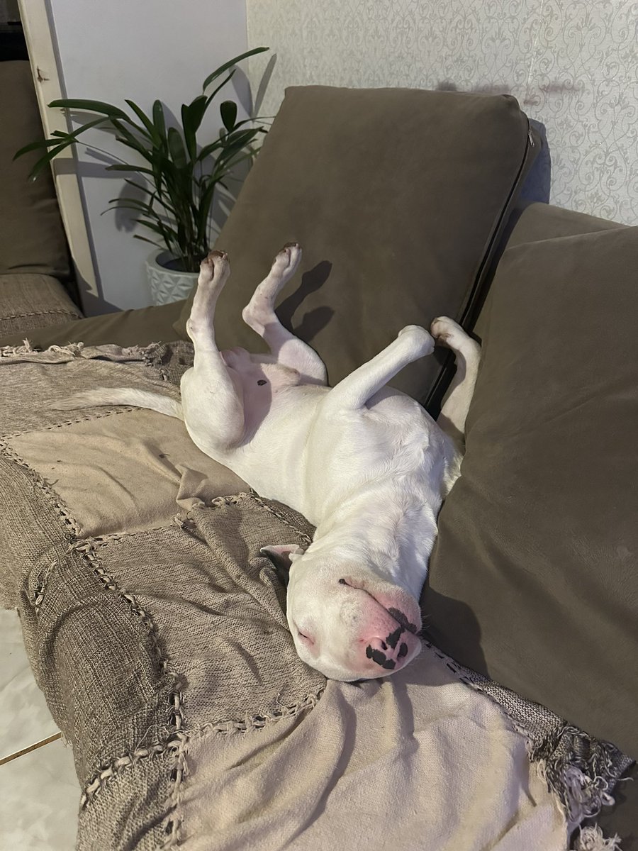 Dalmass_'s tweet photo. domingo à noite https://t.co/P6nGIewu3s
