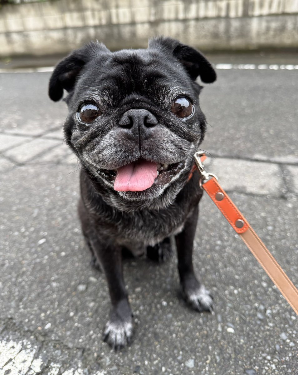 パグ走りおパグさん:ブラックver.(RUN PUG RUN) パグ走りおパグさん:ブラックver.(RUN PUG RUN) パグ走りおパグ