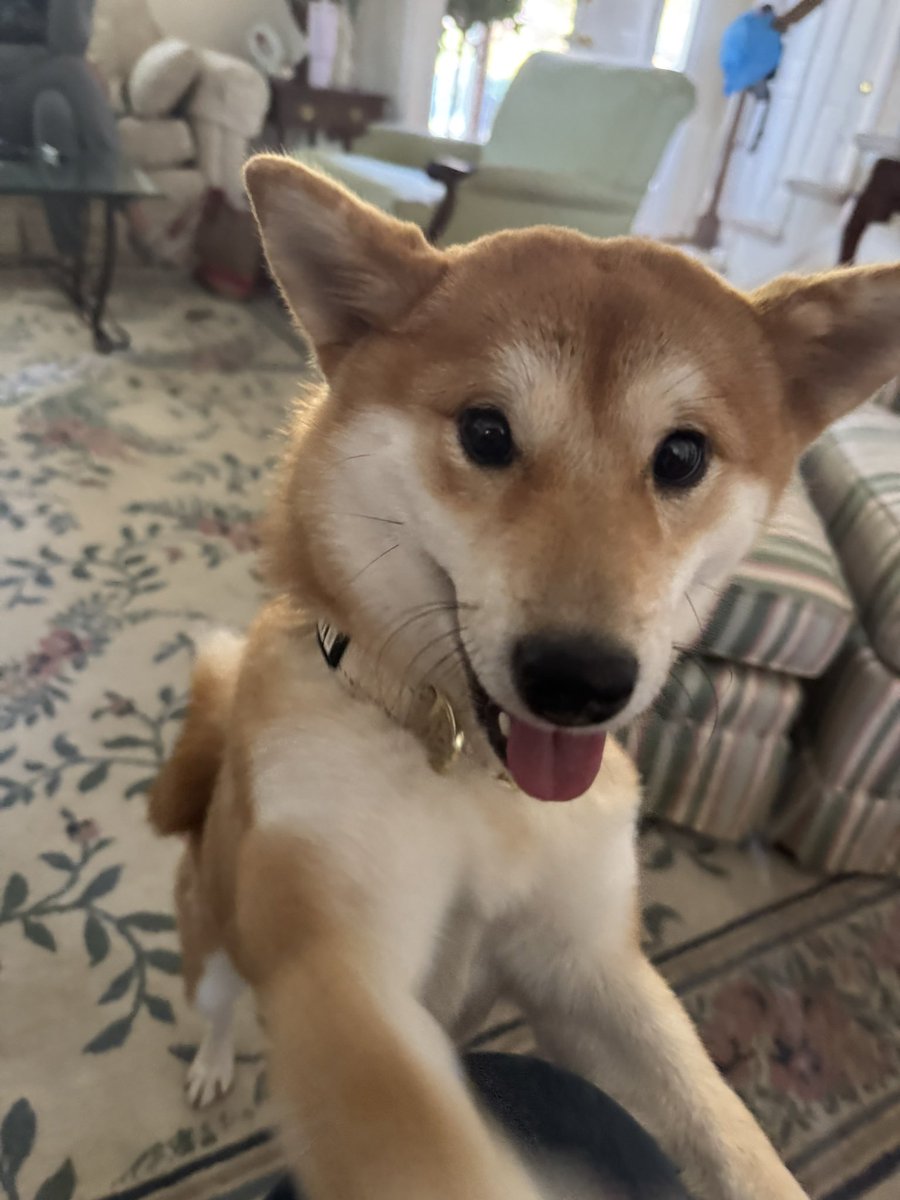 everyone, meet Nikki.