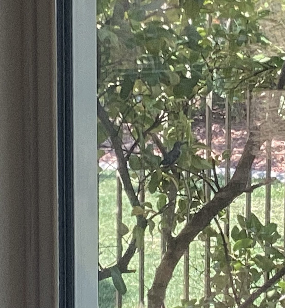 It’s Katiebug from the Bridge 🐶🌈
Lookey at my little pal Hummy the hummingbird hanging out just outside the old people’s window 🐦😊
I have him keeping an eye on my old people for me 🤨
They so need supervision 🙄