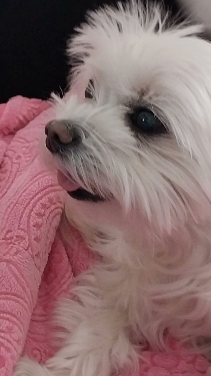 일어나자마자 야금야금 폴라포 먹기