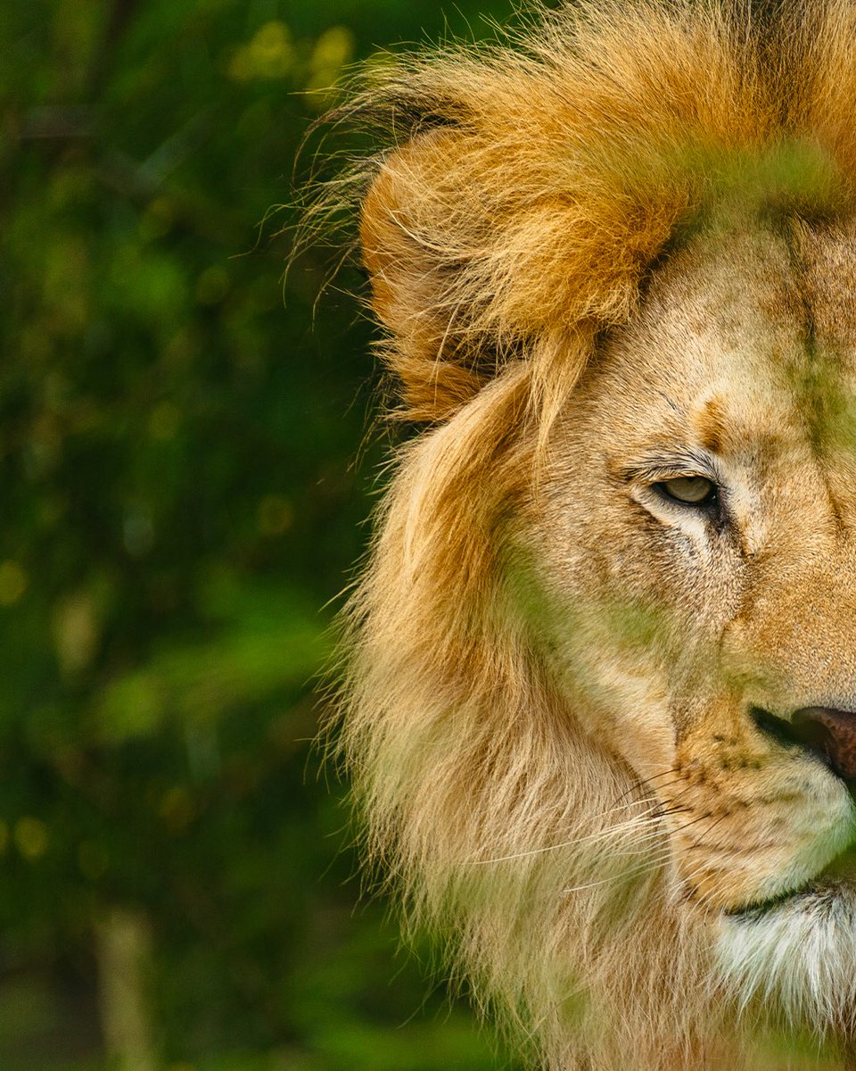 AfricamSafari's tweet photo. 🦁 Hoy es el Día Mundial del León, y en Africam Safari celebramos su grandeza y reafirmamos nuestro compromiso con su protección.
El león es símbolo de fuerza y equilibrio, no solo representa la majestuosidad de la naturaleza, sino también un llamado urgente a conservarla, por eso, en Africam no solo los admiramos, los cuidamos, los defendemos y trabajamos por su futuro.
Conservar es respetar, cuidar es actuar. 💛