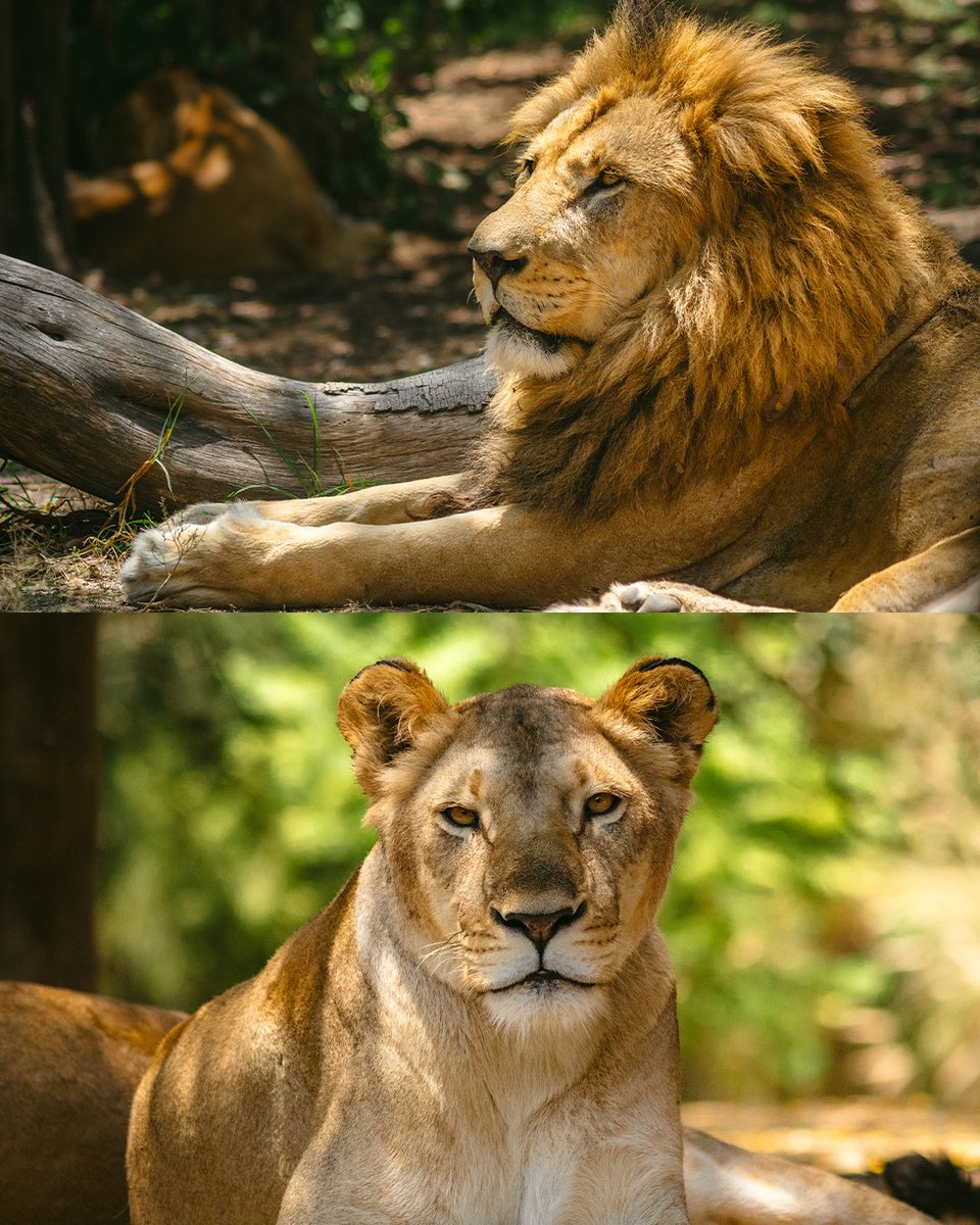 AfricamSafari's tweet photo. 🦁 Hoy es el Día Mundial del León, y en Africam Safari celebramos su grandeza y reafirmamos nuestro compromiso con su protección.
El león es símbolo de fuerza y equilibrio, no solo representa la majestuosidad de la naturaleza, sino también un llamado urgente a conservarla, por eso, en Africam no solo los admiramos, los cuidamos, los defendemos y trabajamos por su futuro.
Conservar es respetar, cuidar es actuar. 💛