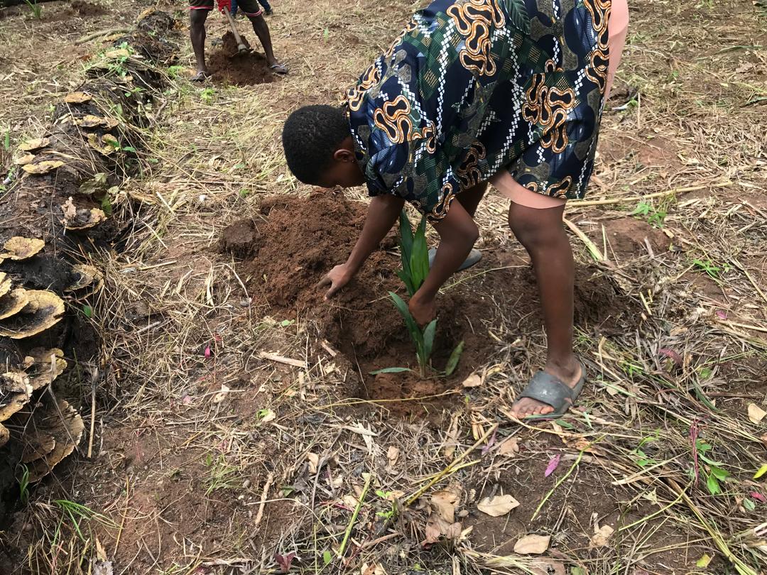 How Palm Trees Help Prevent Climate Change:
Sustainable Livelihoods: Planting palm trees in a sustainable way supports green jobs and rural development, reducing pressure on forests. Palm trees provide shade, which can help lower surface temperatures and create cooler environment