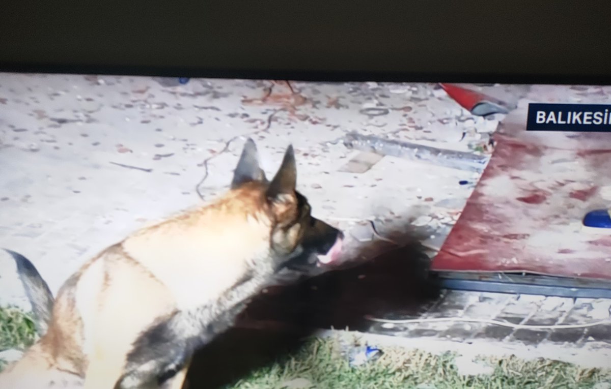 Sındırgı'da yıkılan binada insan dostunu arıyor. Hatay depreminde ayakları parçalanan, ölen köpekleri unuttunuz. Onların ölüm fermanını verdiniz...
#deprem #balıkesir