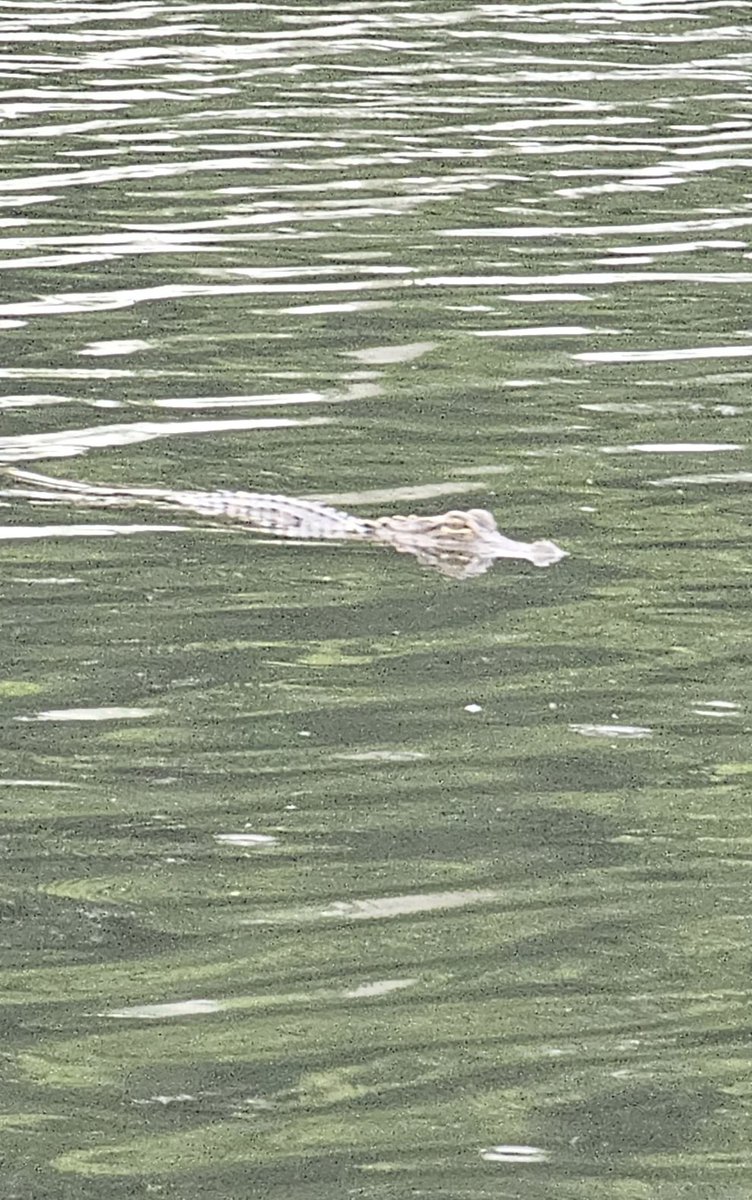 virkaraj's tweet photo. An alligator was noticed in the Coconut Bay neighborhood of SilverLakes. @MyFWC need help to relocate it. https://t.co/2X9WpVYez7
