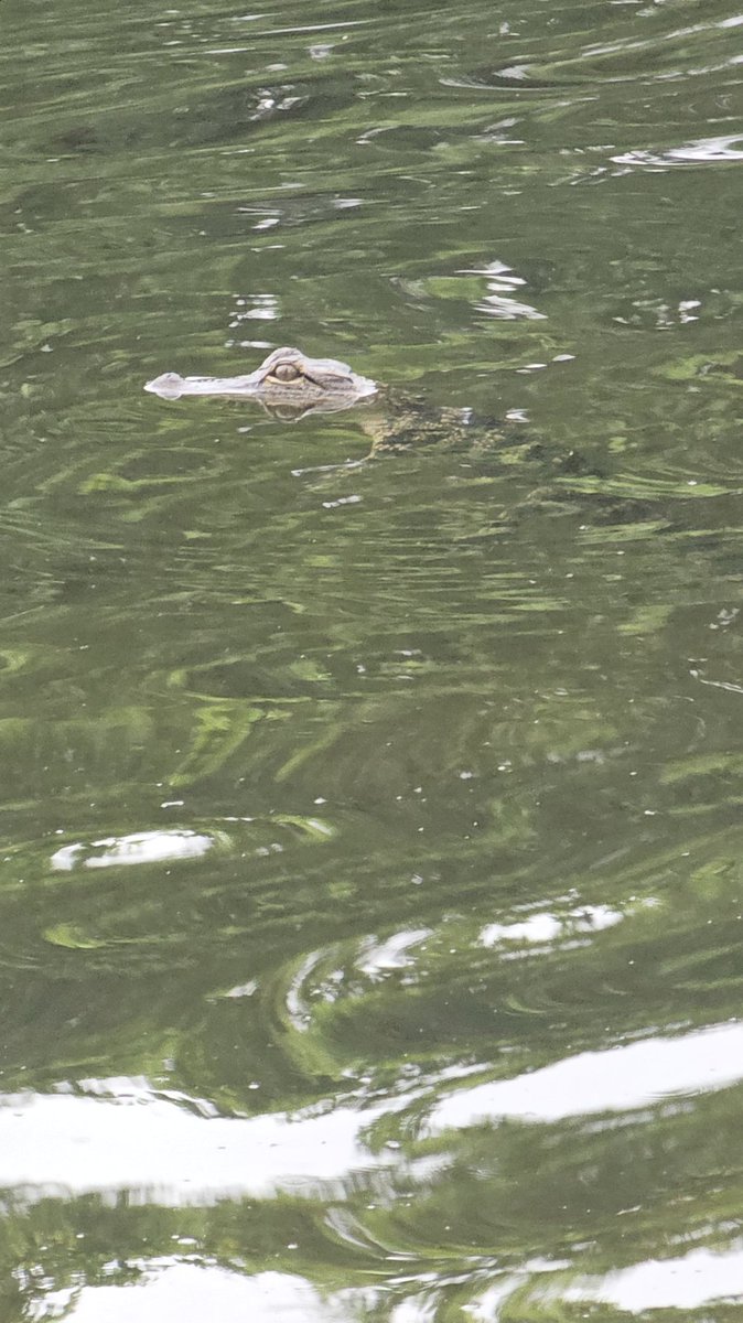 virkaraj's tweet photo. An alligator was noticed in the Coconut Bay neighborhood of SilverLakes. @MyFWC need help to relocate it. https://t.co/2X9WpVYez7