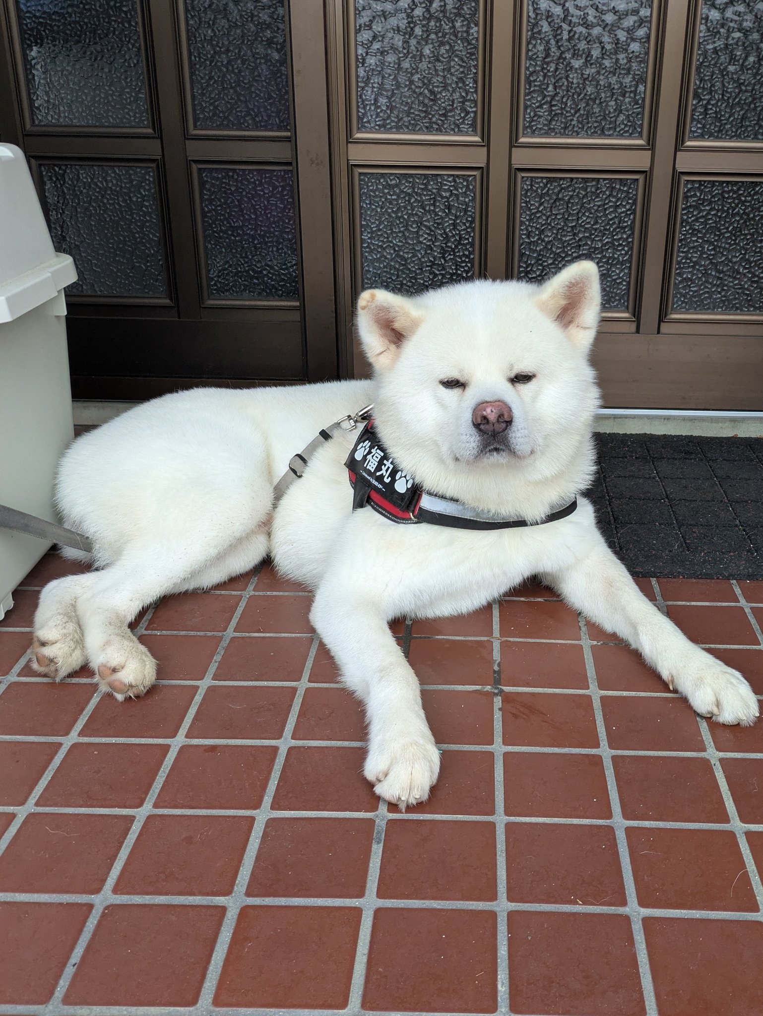 犬丸2点おまとめ はなまるをマッサージしながら… 全員で寝てた😪 #犬#柴犬#しば
