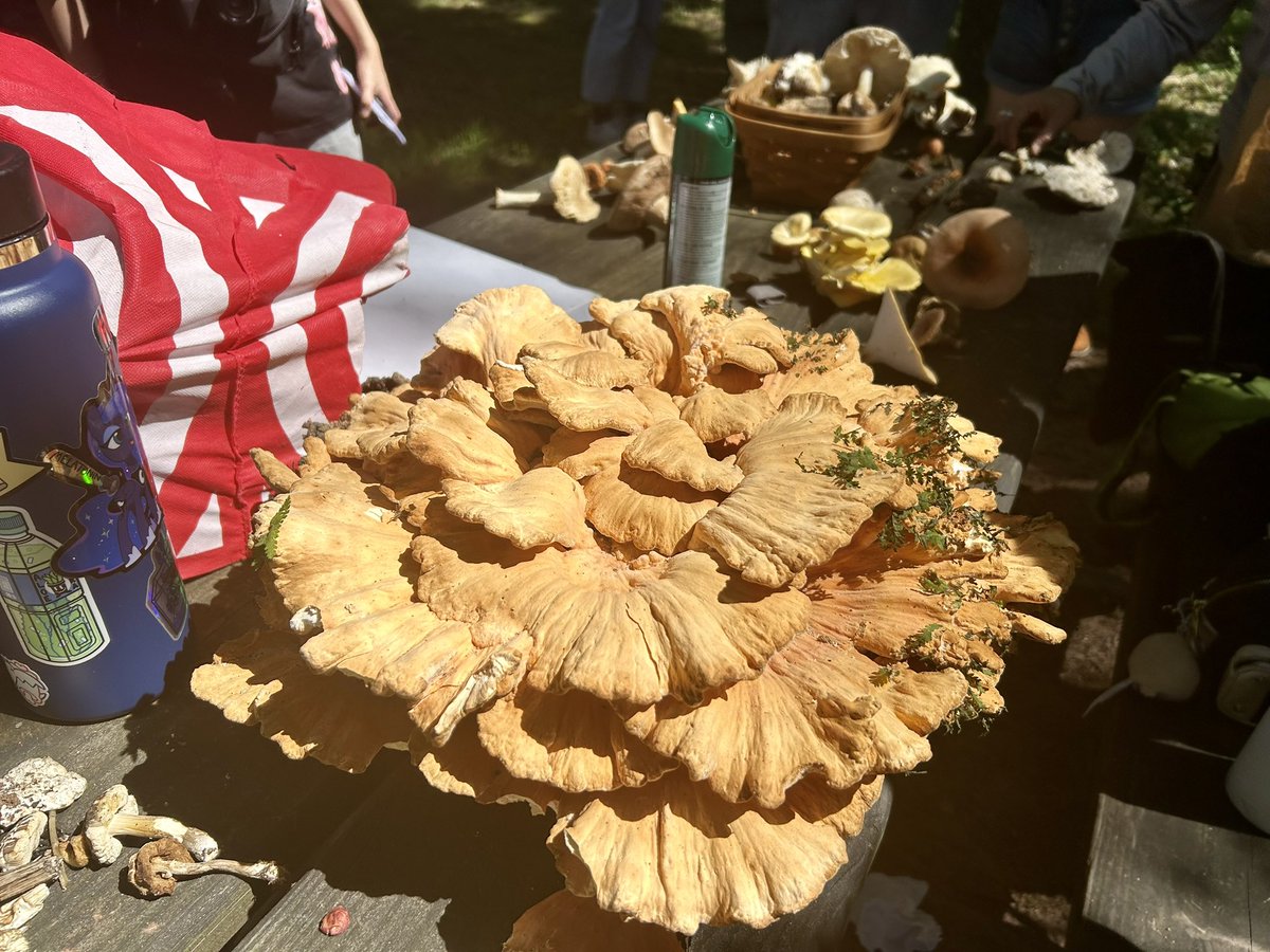 Essau1969's tweet image. #SundayFunday #Foray 🥾🍄#MushroomClub #Mycology 🍄🥾