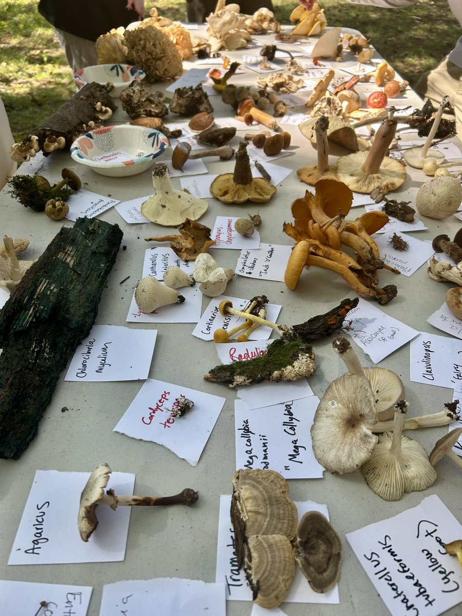 Essau1969's tweet image. #SundayFunday #Foray 🥾🍄#MushroomClub #Mycology 🍄🥾