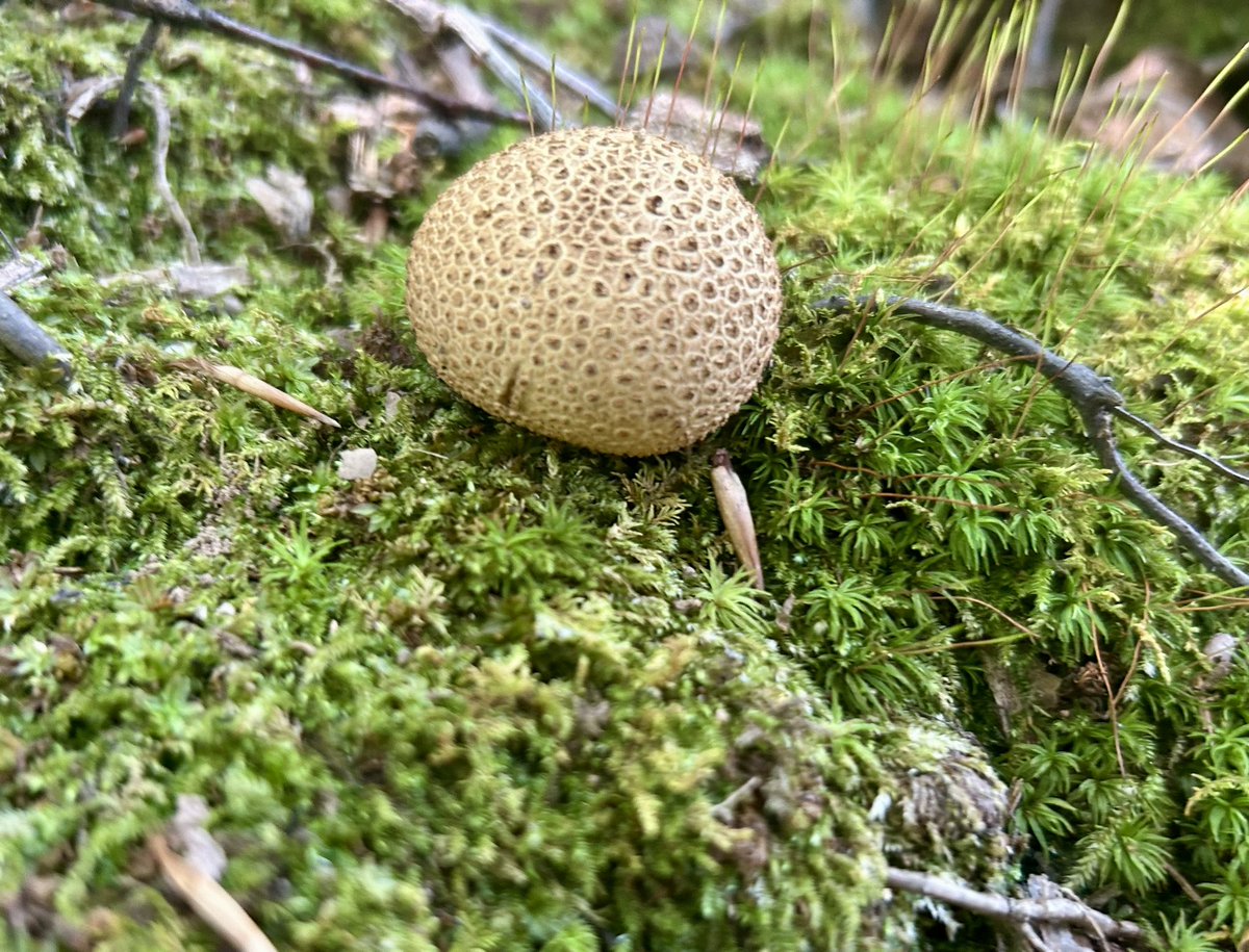 Essau1969's tweet image. #SundayFunday #Foray 🥾🍄#MushroomClub #Mycology 🍄🥾