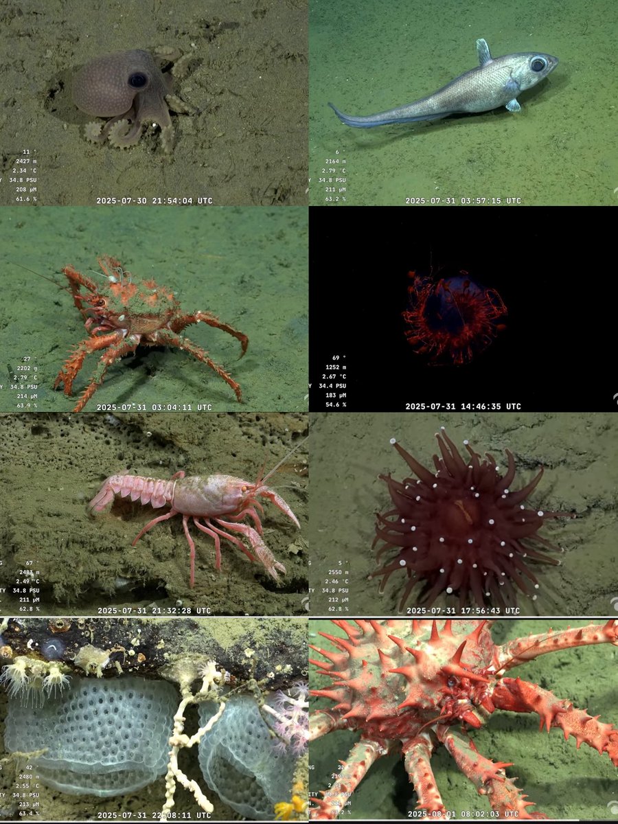 mis pokemones marplatenses tweet media