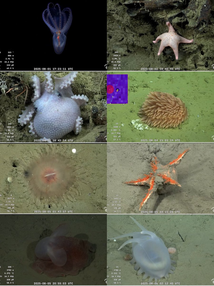 mis pokemones marplatenses tweet media