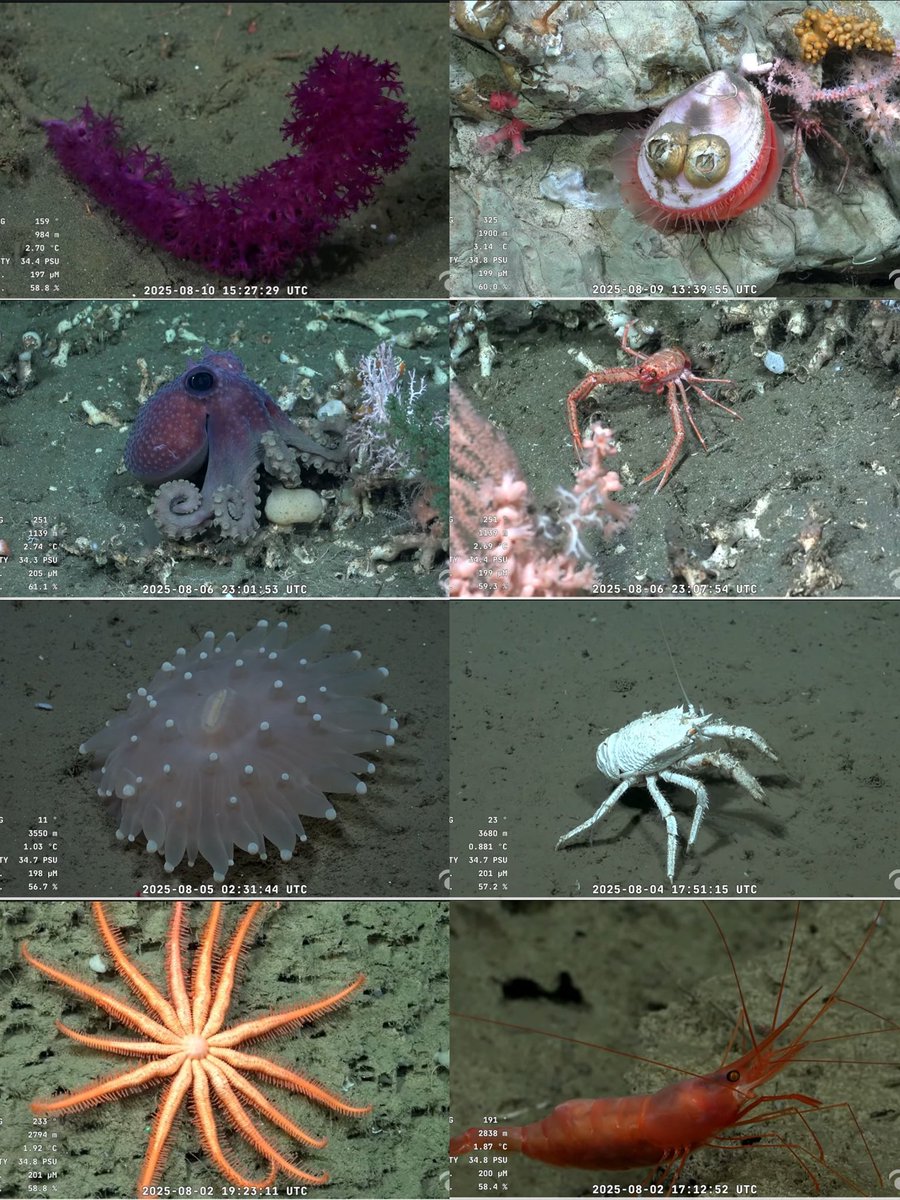 ha sido un placer recolectar pokemones marplatenses con ustedes! nos reencontramos cuando vuelvan a hacer otra expedición en fondo marino argentino