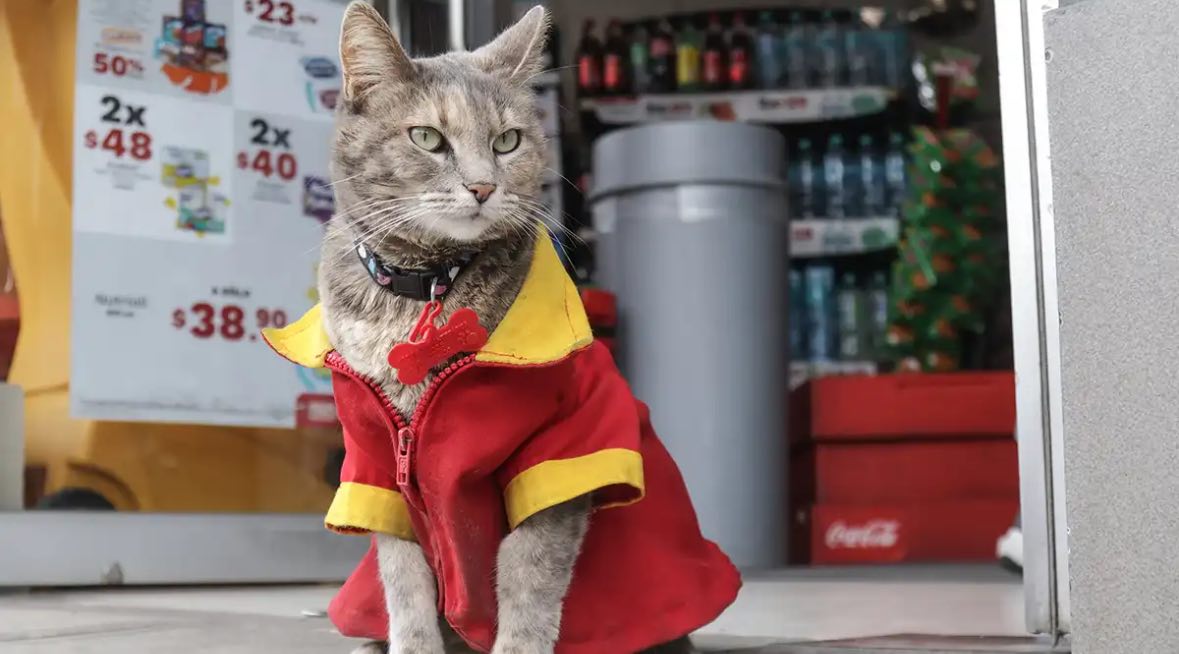 🛡️⚔️ tweet media