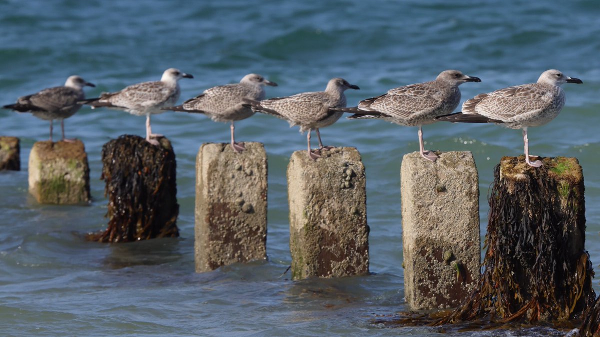 From left to right, Cromer today: 
fuscus, michahellis, argenteus, argenteus, cachinnans, cachinnans.