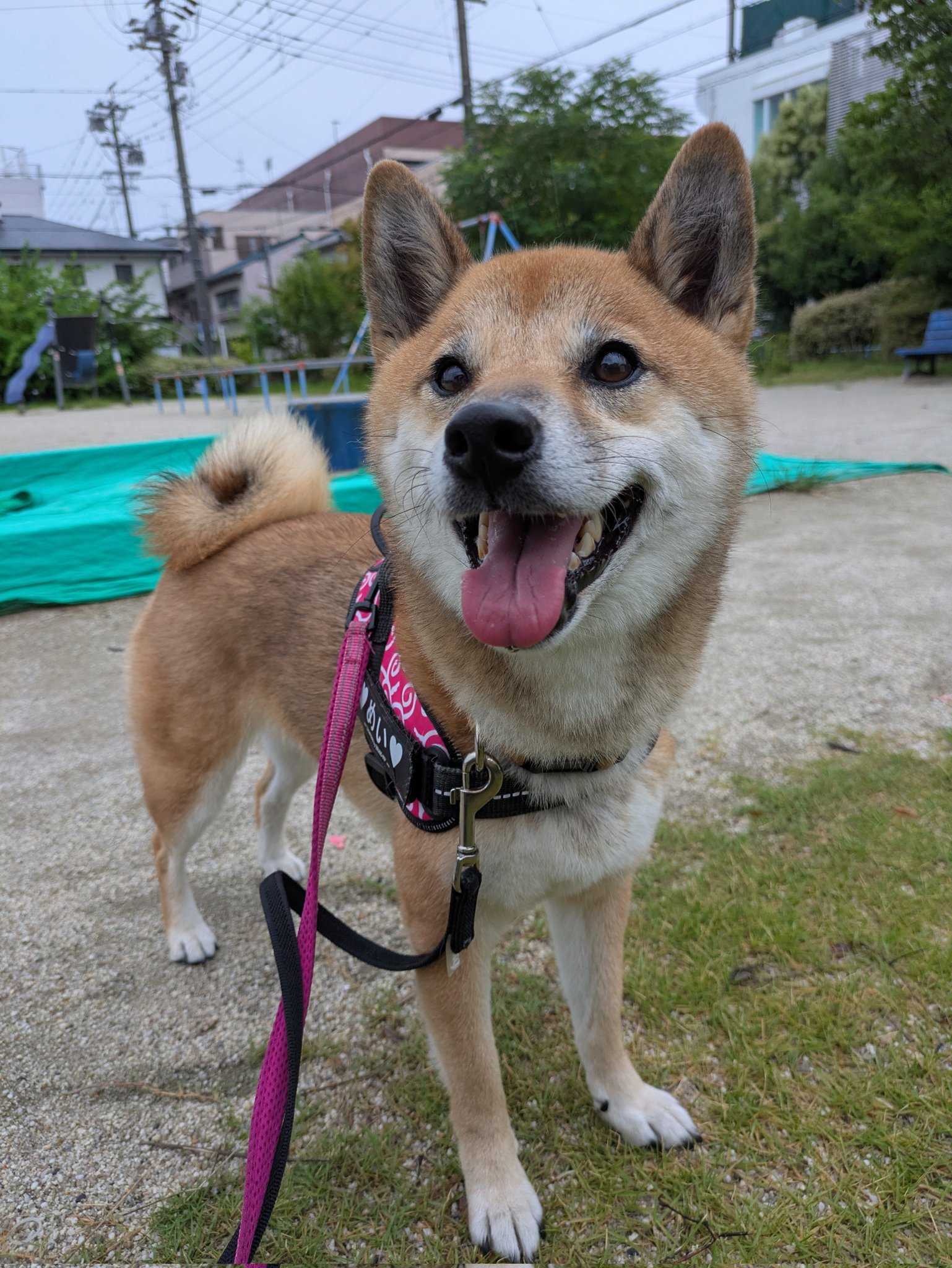 酢飯様　ご購入おまとめページ　４点　柴犬さん　メイちゃん　他 何も言わずに背中を貸してあげる懐のひろい豆柴が優しすぎました