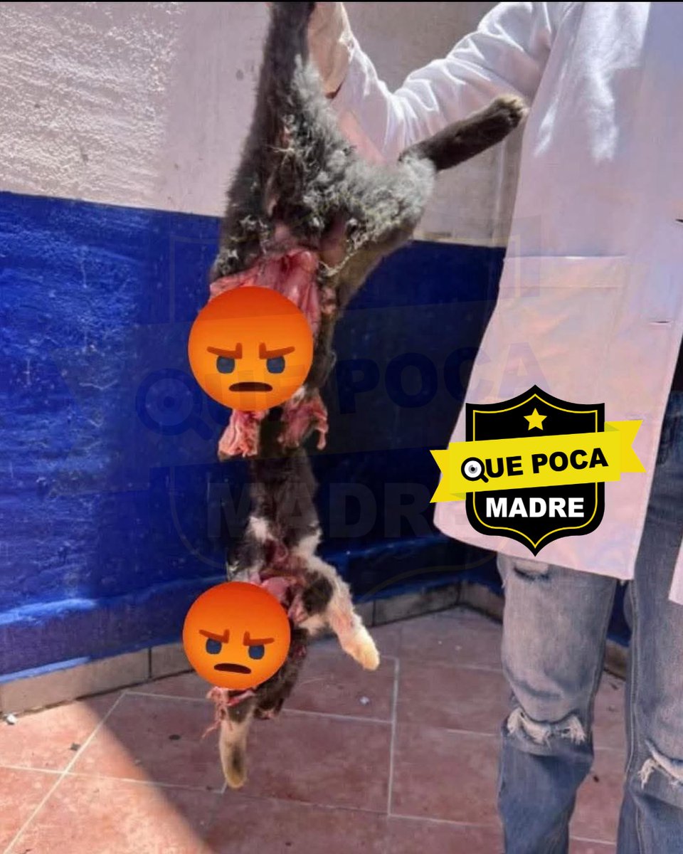 QuePocaMadre_Mx's tweet photo. 💥🐱‼HORROR EN PÉNJAMO‼ESTUDIANTES DE CRIMINOLOGÍA HACEN ESTALLAR A GATITO CON PIROTECNIA 😡🚨

👉 En #Pénjamo, #Guanajuato, alumnos de la Preparatoria y Universidad EDUCEM fueron denunciados por amarrar artefactos explosivos a un gato indefenso y lo hicieron estallar.
Las crueles imágenes muestran el cuerpo del animal volando por los aires, generando indignación y exigencias de justicia.

@EDUCEMOFICIAL
@segobgente
@FGEGUANAJUATO