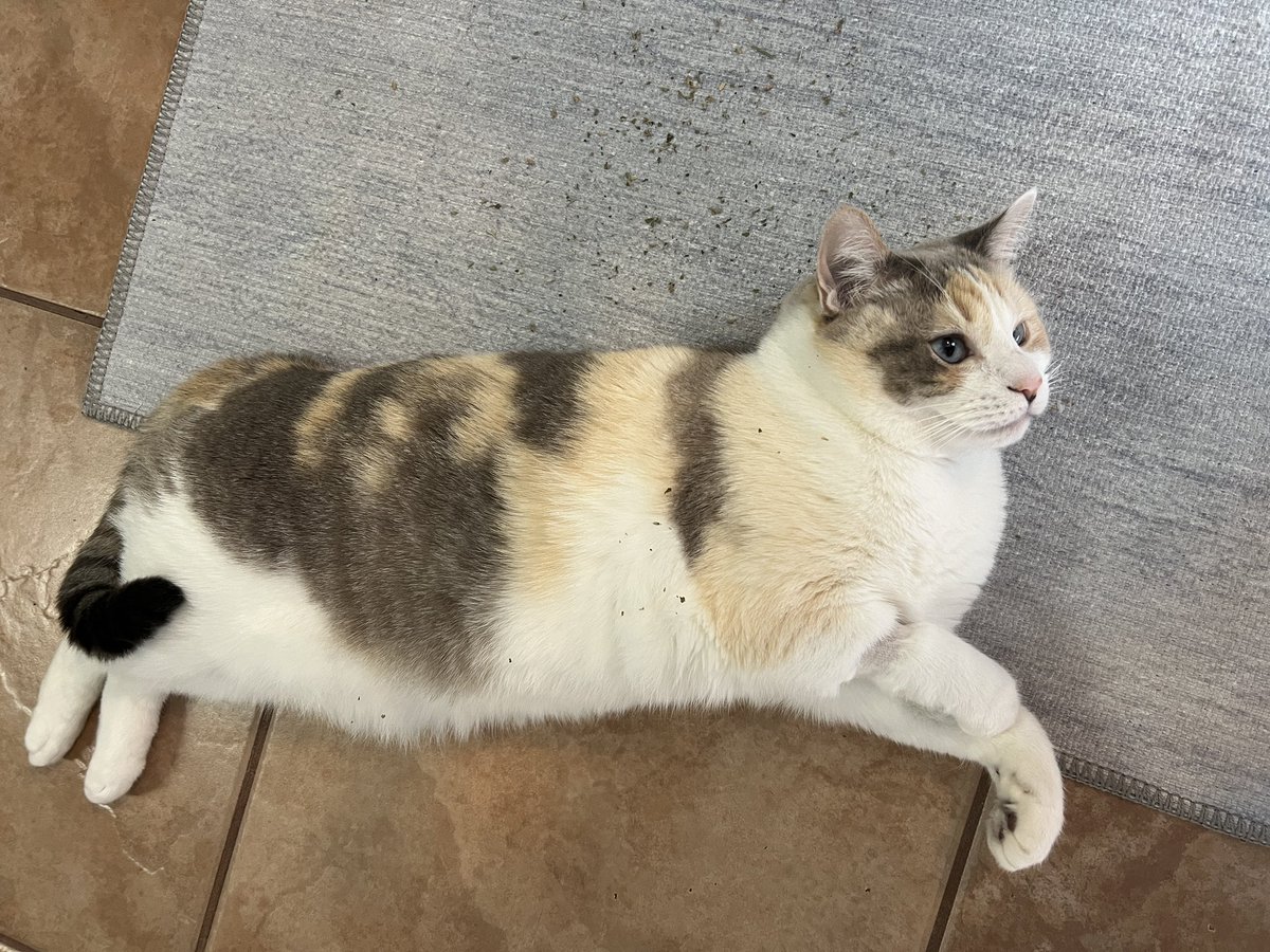 Panko A. Cat’s Mom tweet media