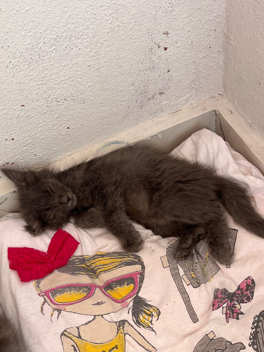 evinizde böyle tatlı bir böceğin uyumasını istemez misiniz