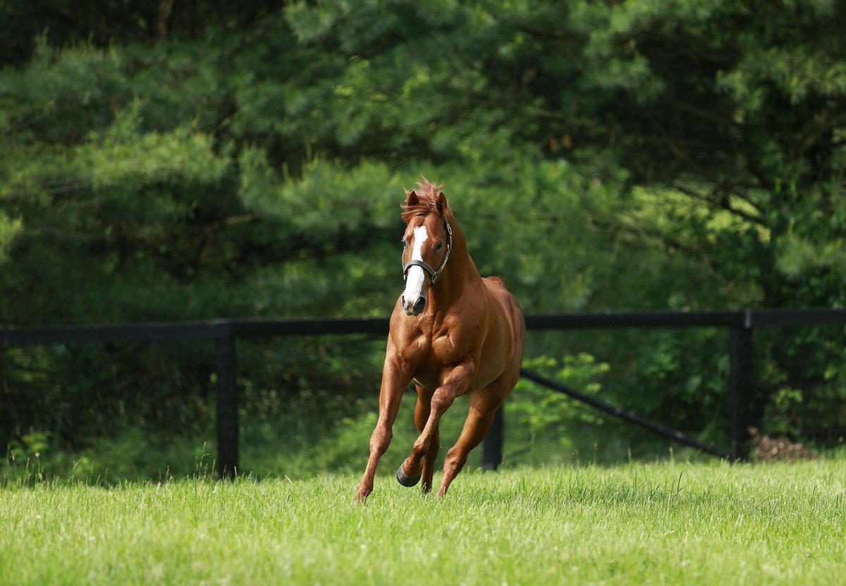 Coolmore America (@coolmoreamerica) on Twitter photo Justify Colt Runs Away with Ellis Park Derby.
Big Truzz (3c Justify x Saralin, by Curlin) didn’t hesitate to make a big impression in the Ellis... bit.ly/4ouL648 Justify Colt Runs Away with Ellis Park Derby.
Big Truzz (3c Justify x Saralin, by Curlin) didn’t hesitate to make a big impression in the Ellis... bit.ly/4ouL648