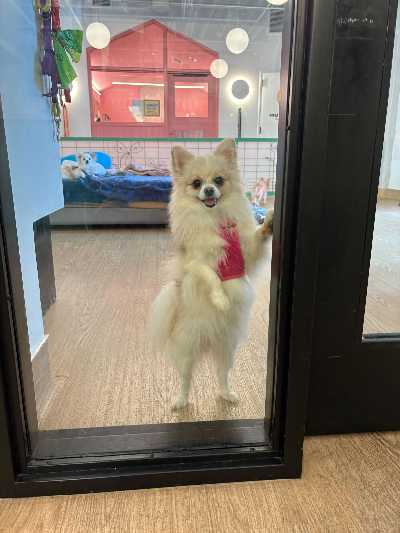 Excuse me, Sir? Do you have a moment to discuss the joys of senior dogs? 👀