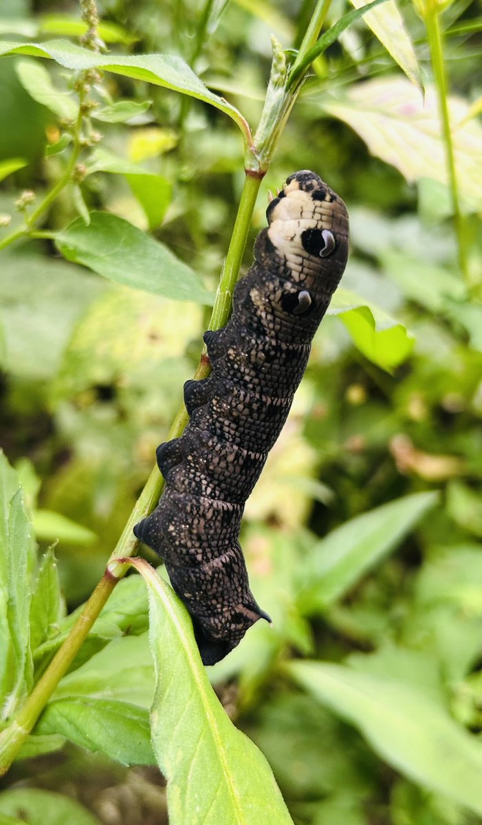 The kids were thrilled to spot this chunky Elephant Hawk Moth caterpillar on our walk today! 🐛🌿 Soon it’ll transform into a stunning pink-and-green moth — nature’s own magic trick. ✨