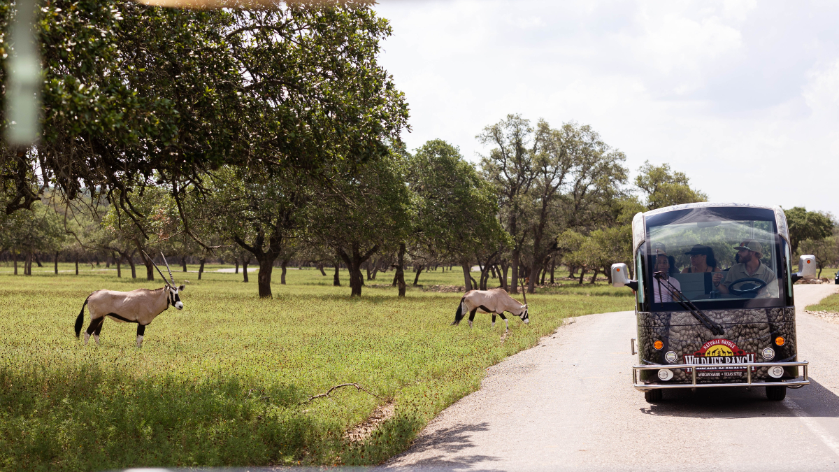 🦓🌿 Go wild!
Natural Bridge Wildlife Ranch is your chance to go on a African Safari, Texas style! 🛻

Take it to the next level with VIP experiences that bring you face-to-face with giraffes and rhinos for unforgettable up-close encounters! 🦒🦏
#VisitNBTX