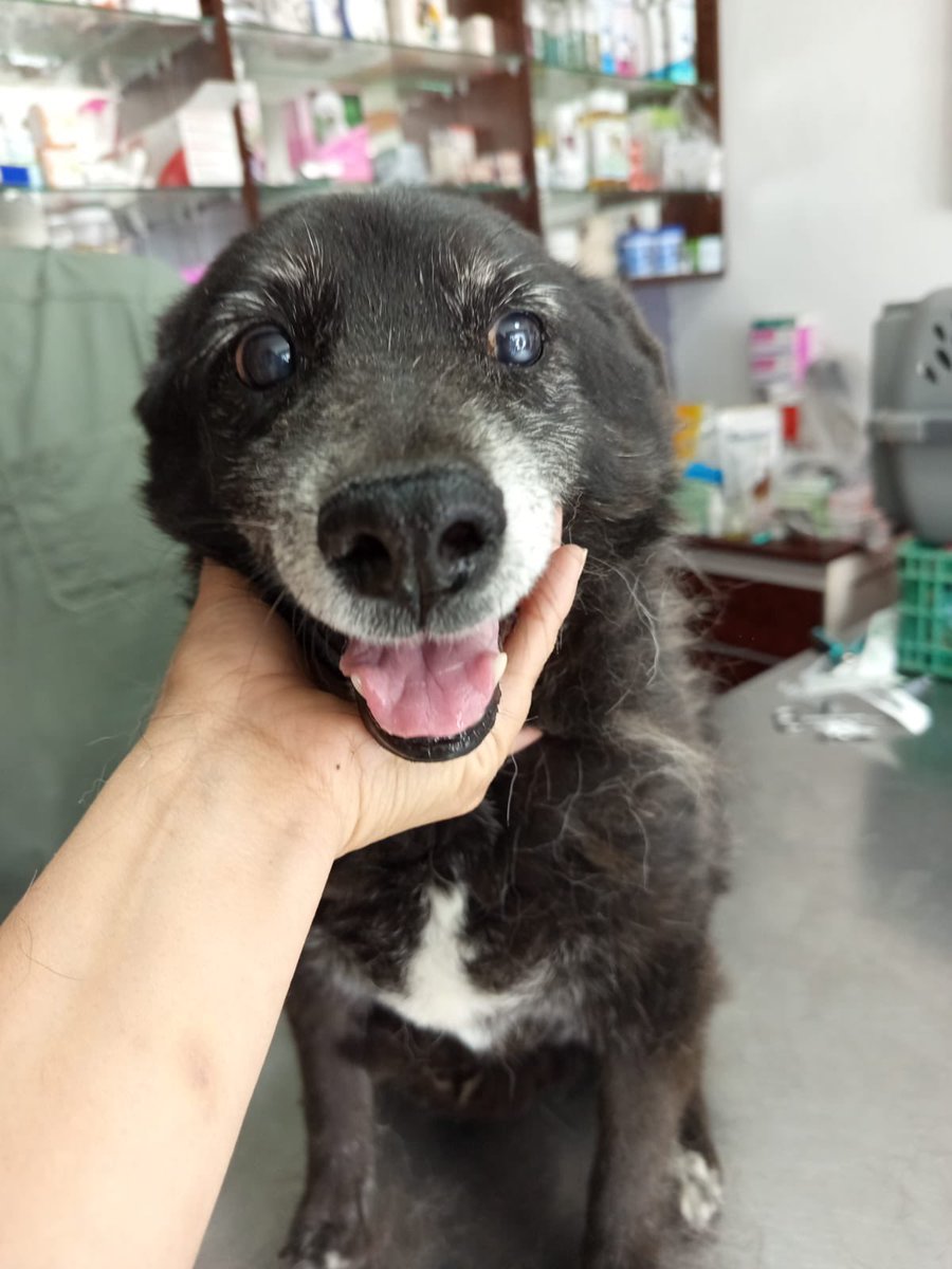 Aquí la viejita nada más ser rescatada se puso a sonreír 🥺🫶🏽 

Es divina ❤️

Y acá la cuenta del vet ya liquidada🙃

Gracias por su apoyo, ojalá puedan ayudarnos un poquito más
