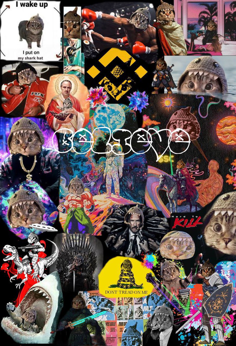 Shark Cat 🦈🐱 tweet media