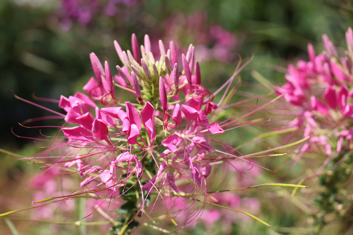 おはようございます。