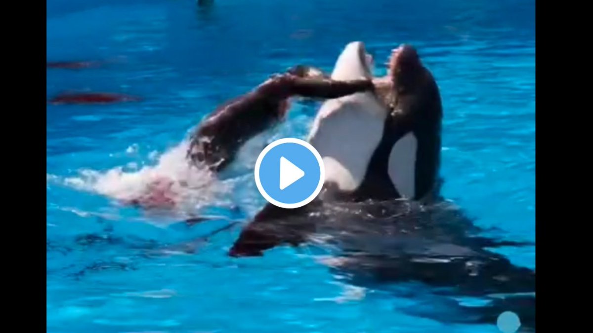1972_sky's tweet photo. jessica radcliffe video orca, jessica radcliffe orca attack video, video jessica accident orque!!

Viral Find 👇 
https://t.co/xdlJ4rYTUD https://t.co/WqJKxWLUab