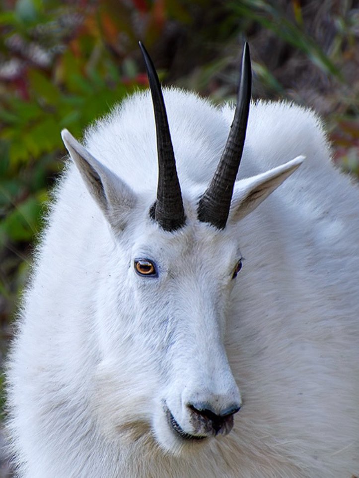 dave_h747's tweet image. Mountain goat billie in Spearfish Canyon. 
#mountaingoat #spearfishcanyon #SouthDakota #NaturePhotography #wildlifephotography #nature #wildlife
