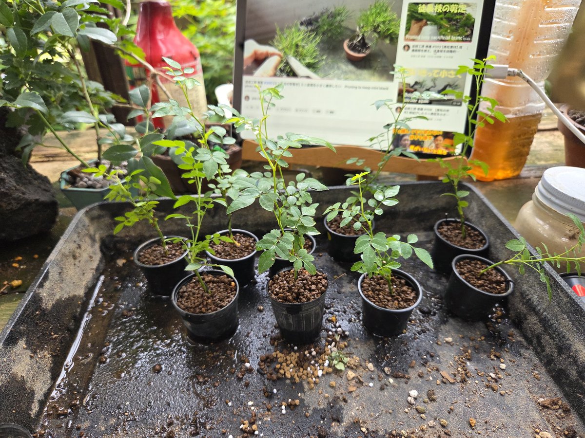おはようございます。
今日の大宮は涼しいです。
5月に挿し木した古代バラを黒ポットに植えました。元気で育ちますように‼️
