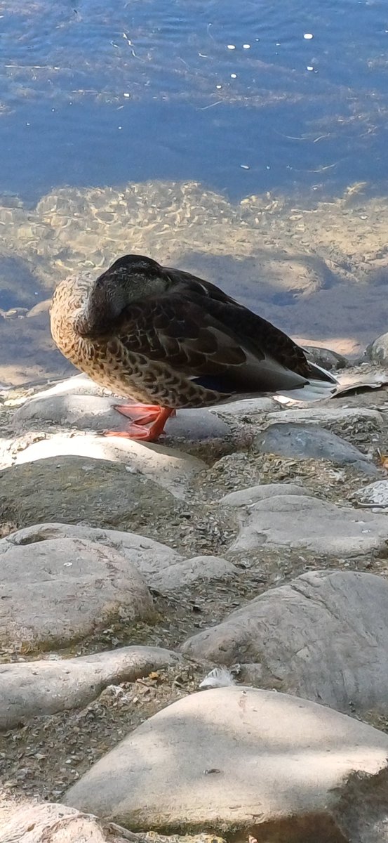 My inner animal is deffo a sleepy duck