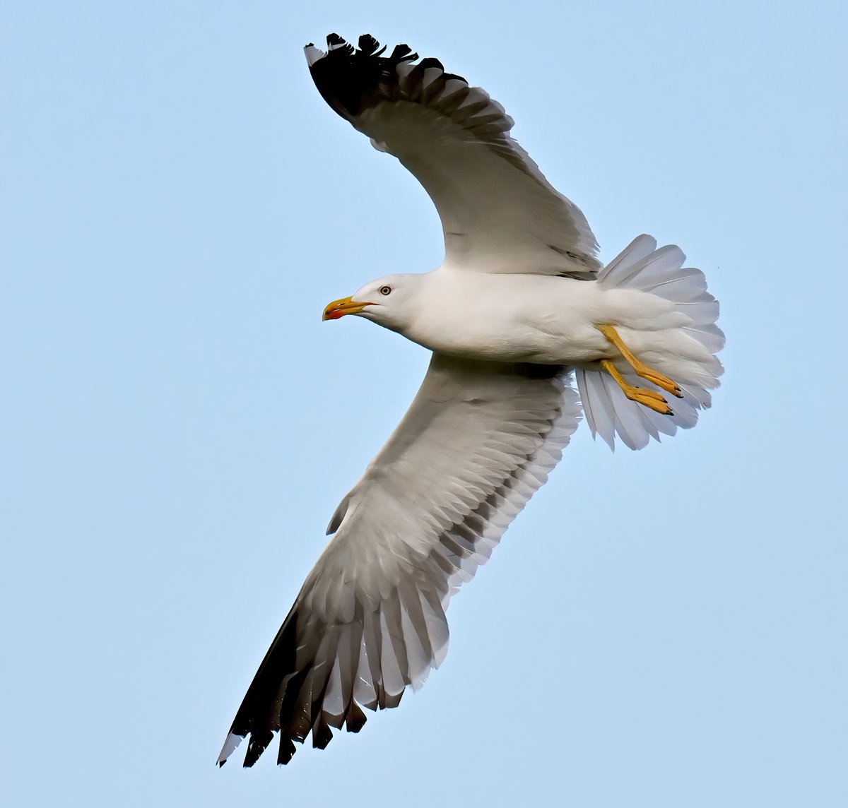CarlBovisNature's tweet photo. Lesser Black Backed Gull in my Somerset village. 😊😍🐦 https://t.co/yfgw9fXqCy