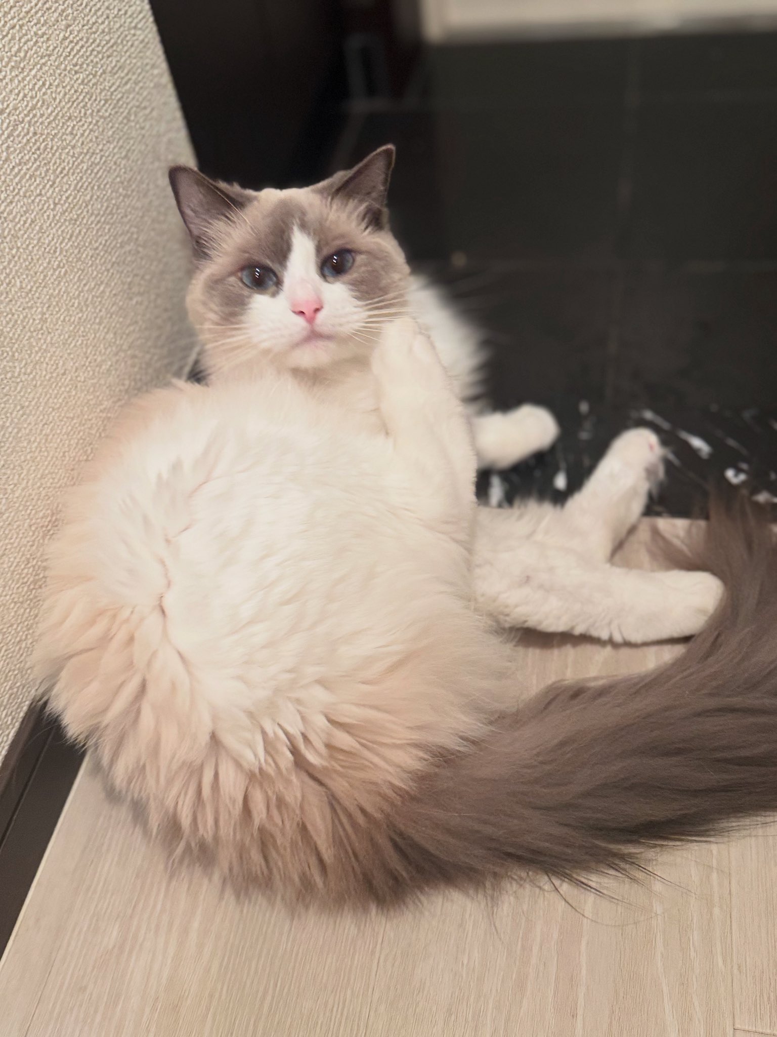 Ragdollのねこさん on X: 