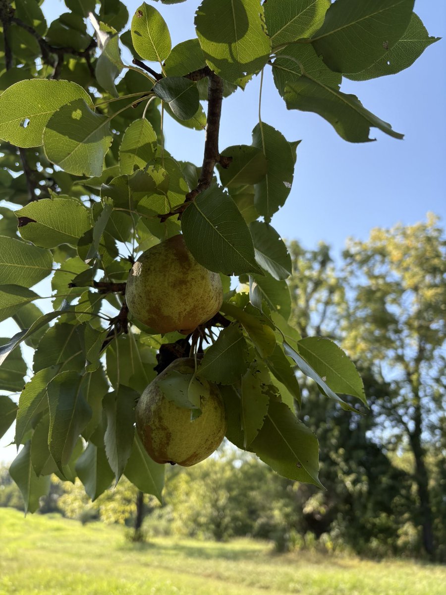 Pear picking time. Ole Cupcake loves them.
