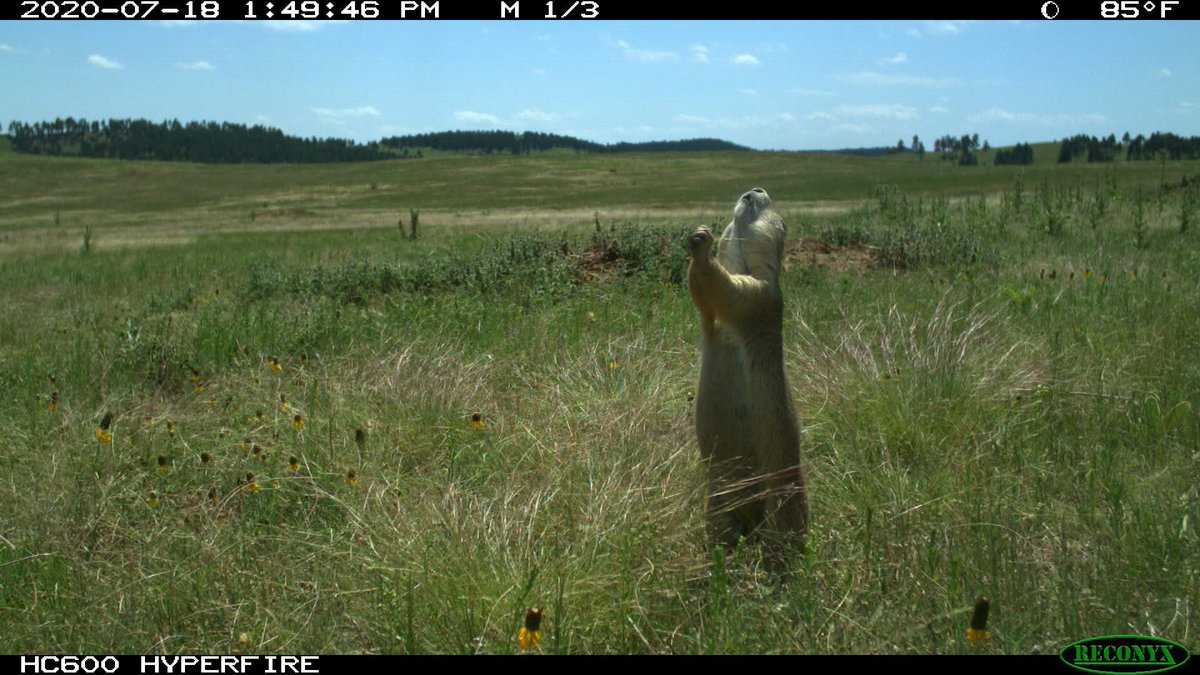 trailcam (@trail_cams) on Twitter photo  trailcam (@trail_cams) on Twitter photo