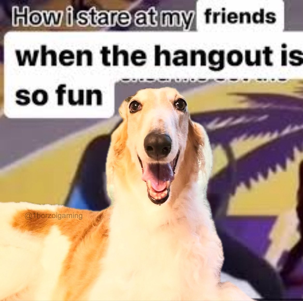 #borzoi #borzoitwt