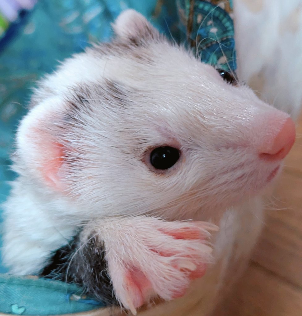 はるちゃん様 はるちゃん