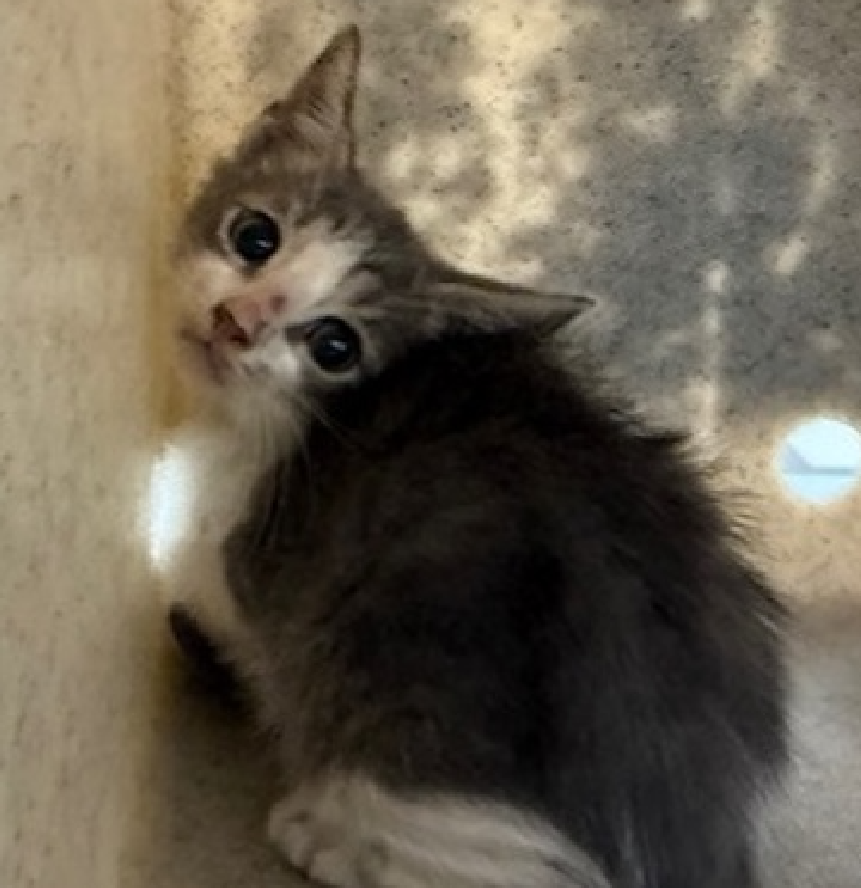 🆘🆘 CHICHI, 6 WEEK OLD, MALE –  IN QUEEENS ACC - came into the shelter as a stray on 7/27/2025.   🆘🆘 😿 😿 😿 😿

➡️TBD 8/12/25

➡️ NEW HOPE RESCUE PARTNER ONLY

➡️ MEDICAL PRIORITY – NEEDS MORE CARE AND ATTENTION THAN THE SHELTER CAN PROVIDE

➡️ 🆘🆘  1ST Chance on Emergency