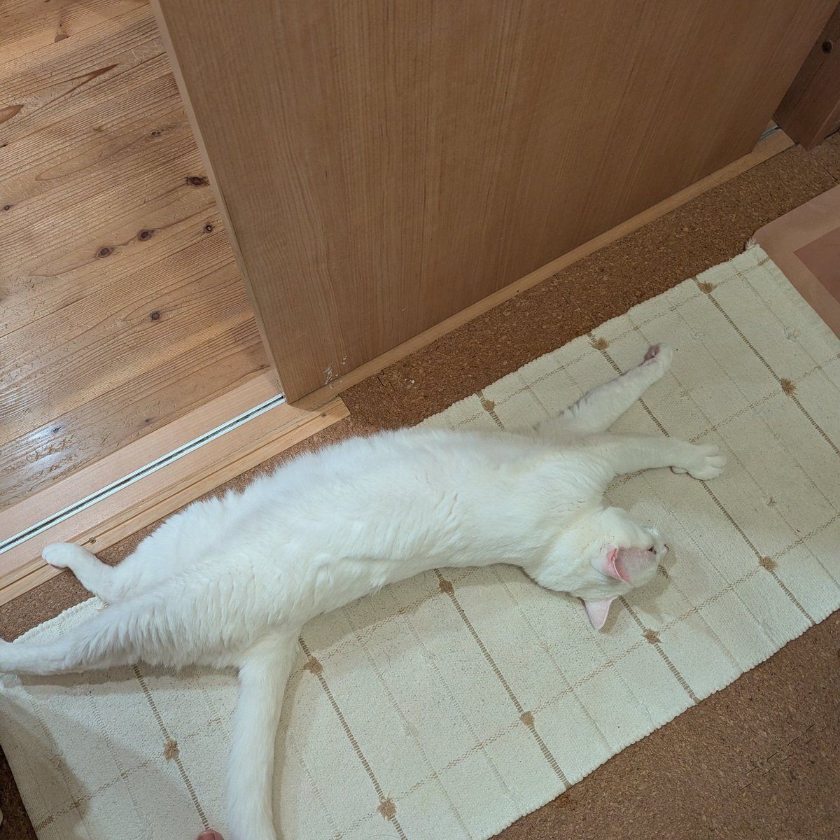 mstnuskm's tweet image. 朝だよ