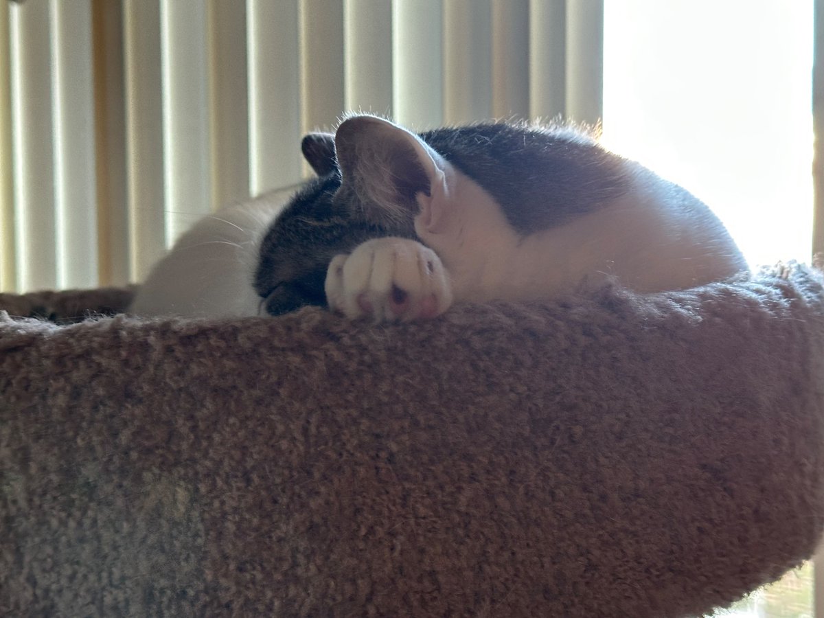 SchroderStark's tweet photo. Daddy’s Home!  He finally got back from #Pennsic52  so all’s well at home.

Auntie Katherine’s still on the road home, but auntie Elena made it home too.

#CatsOfTwitter #CatsOfX #MySCA https://t.co/ldO7BV2qoj