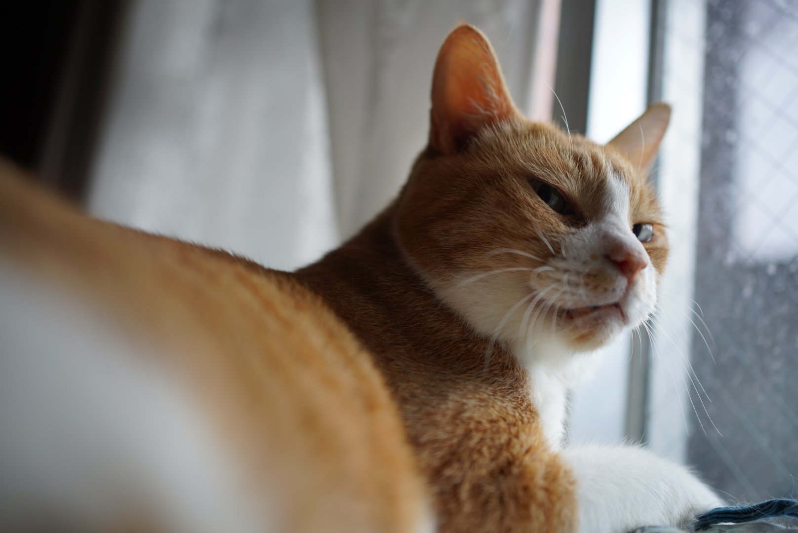 猫Love Amazon | LOVE TIME FOREVER 猫トイレ 大型 大きめ 2way出入り