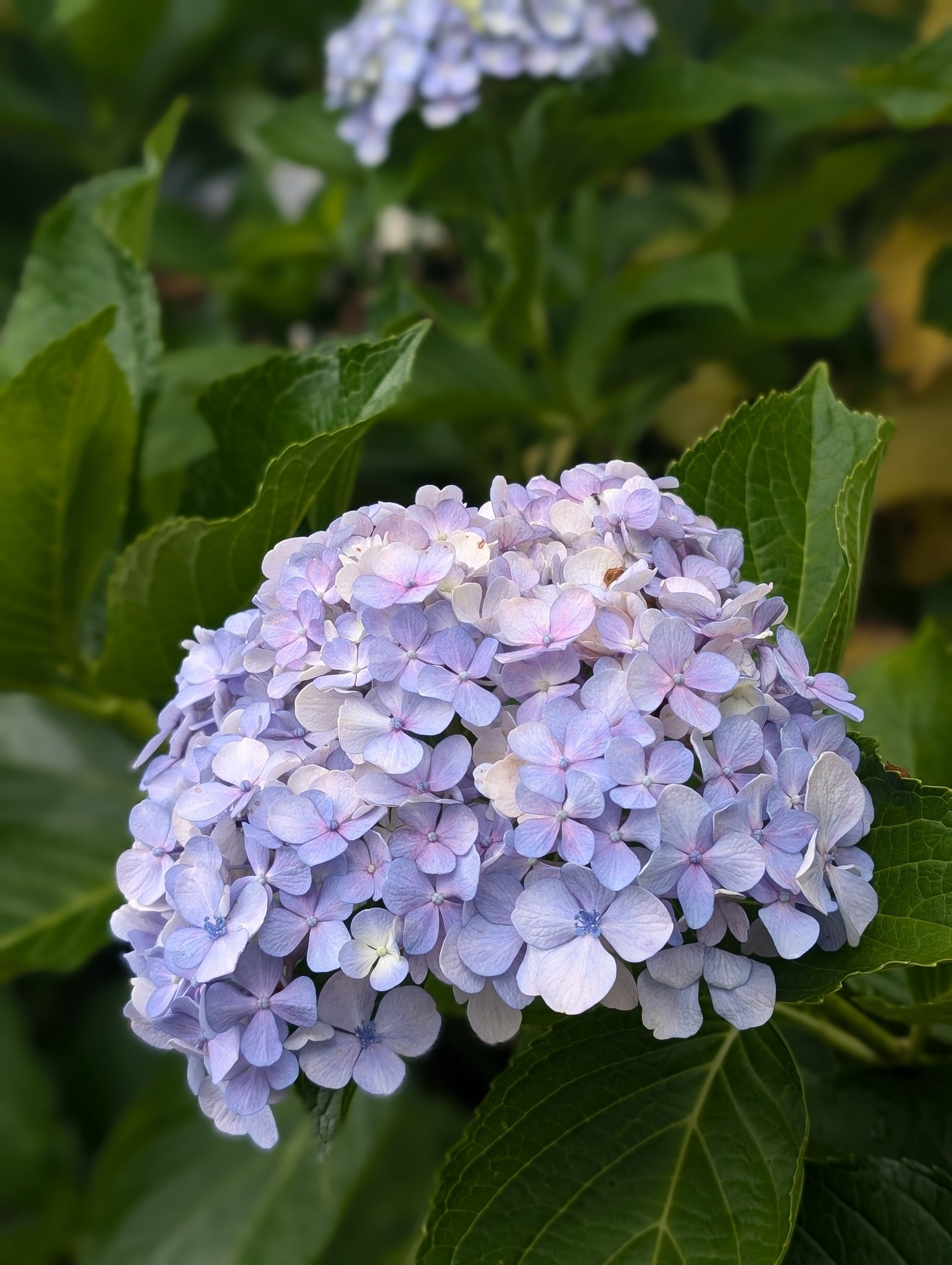 ぷうあさま専用（原画）月と紫陽花 ほか　9点おまとめ mqdefault.jpg